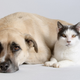Illustration for article titled Cats Are For Girls, Dogs Are For Boys